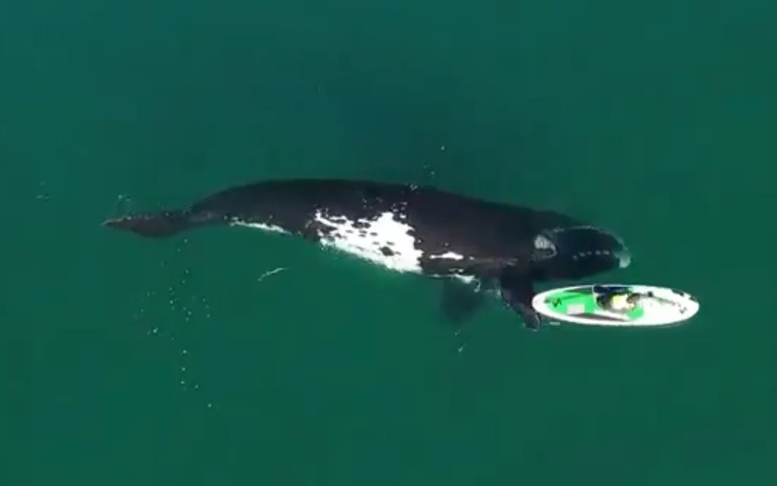 Une baleine joue avec un kayak à Puerto Madryn